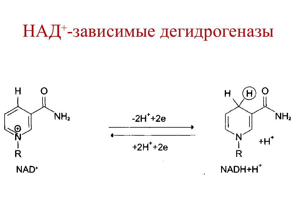 Над зависимые. Nad зависимые дегидрогеназы. ФМН (ФАД) - зависимые дегидрогеназы.. Структура над зависимых дегидрогеназ. Над НАДФ строение окисленной и восстановленной форм.