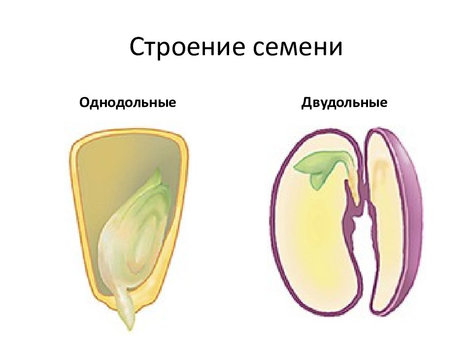 Схема однодольных растений