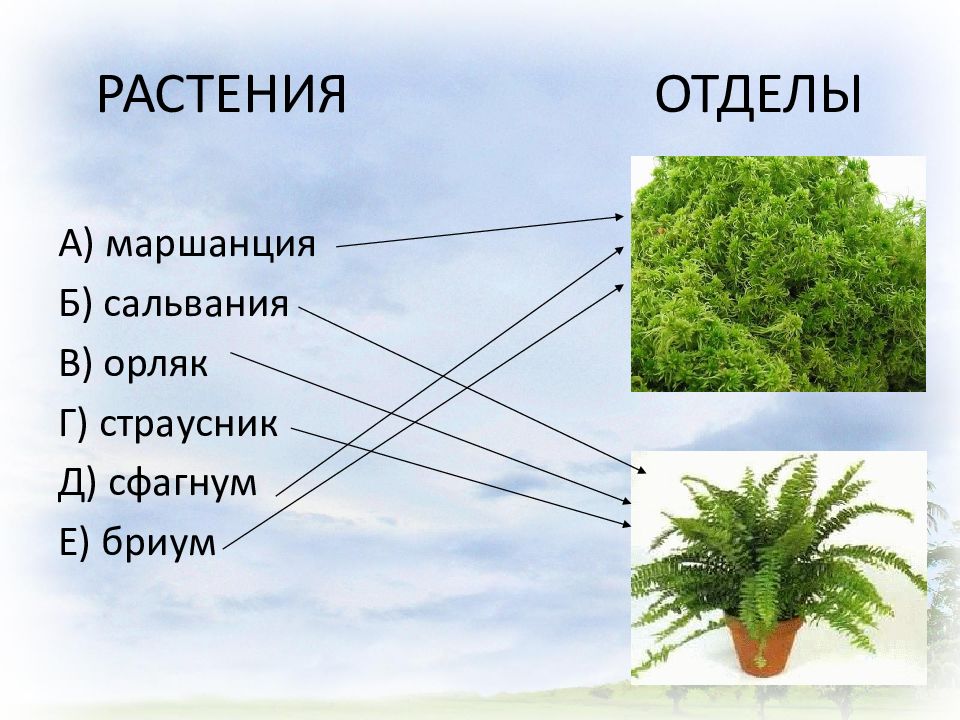 Какие признаки свойственны отделу растений имеющих изображенный на рисунке орган