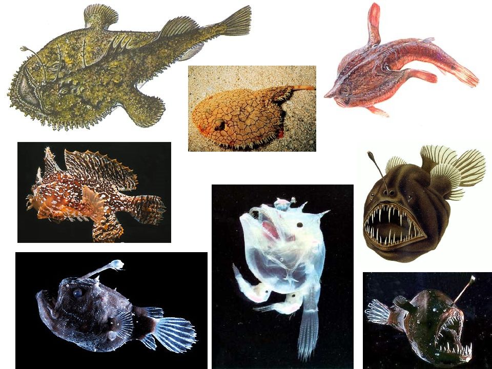 Отряд позвоночные животные. Позвоночные животные. Семейство позвоночных. Рыбы позвоночные или беспозвоночные. Тема разнообразие животных позвоночные.