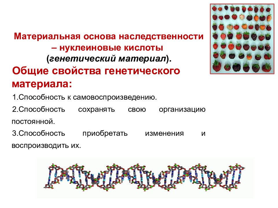 Наследственная основа организма. Структурная организация генетического материала. Материальные основы наследственности. Генетический материал.