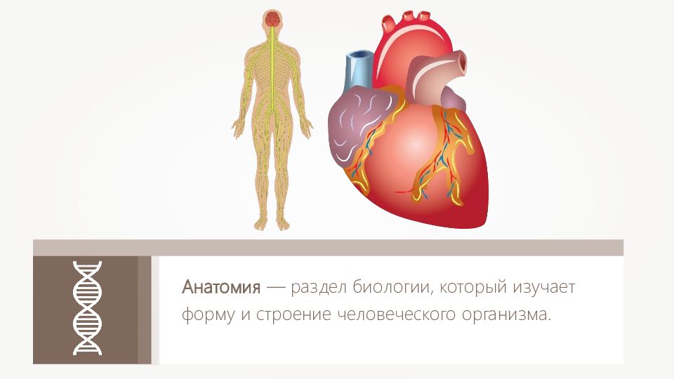 Биологическая структура человеческого тела презентация