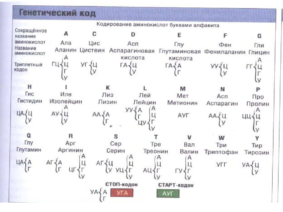 Химические элементы аминокислот. 20 Аминокислот таблица аминокислоты. Буквенное обозначение аминокислот таблица. Сокращения названий аминокислот таблица. Однобуквенные обозначения аминокислот.