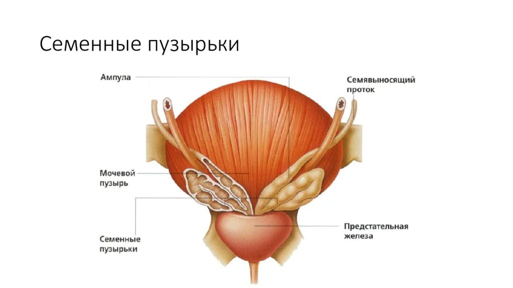 Значение простаты. Строение мочевого пузыря. Анатомия предстательной железы у мужчин. Отделы мочевого пузыря анатомия. Строение мочевого пузыр.