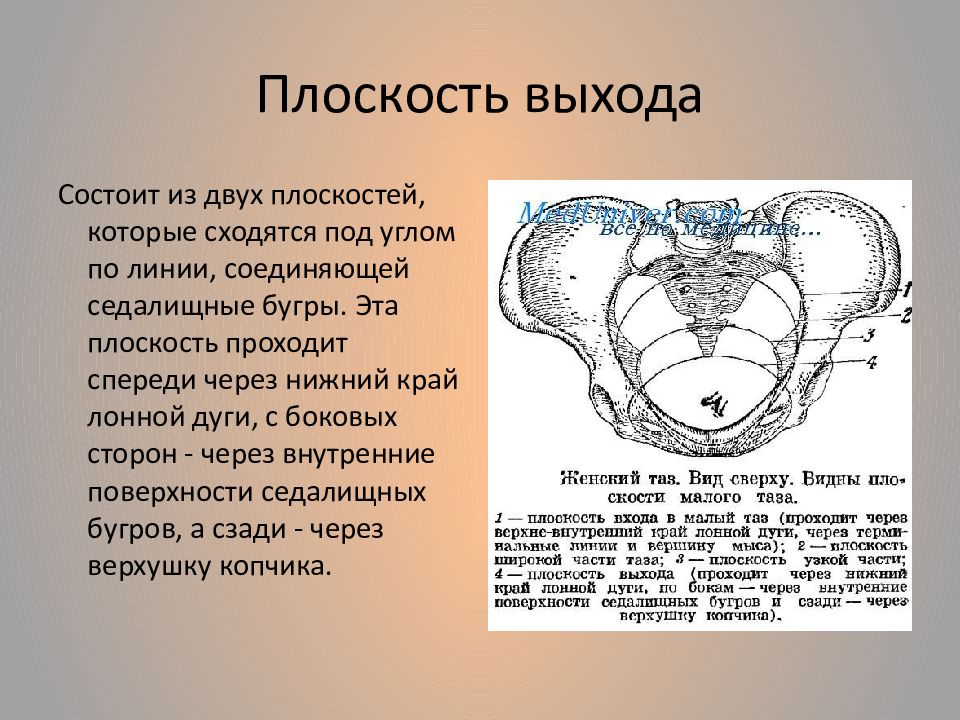 Нижний через. Плоскость выхода малого таза. Таз с акушерской точки зрения. Плоскость входа в малый таз. Малый таз с акушерской точки зрения.