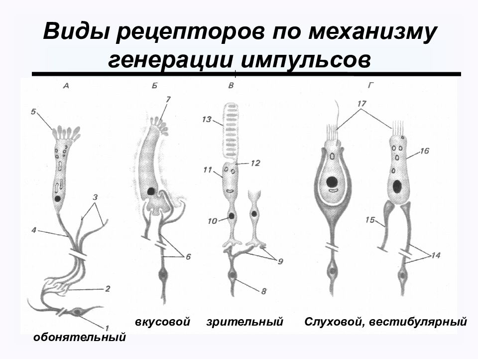 Типы рецепторов