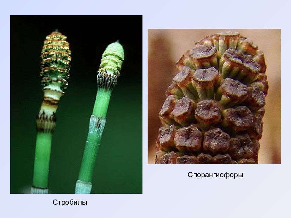 Спороносный колосок набор. Стробила и спороносный колосок. Спороносный колосок хвоща. Стробил хвоща. Стробил плауна.