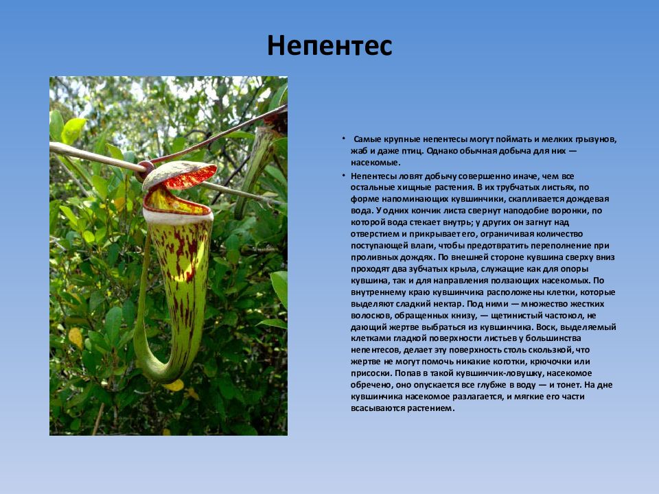 Сообщение по биологии 6 класс. Растения хищники презентация непентес. Растения хищники доклад. Сообщение о хищных растениях. Хищные растения доклад.