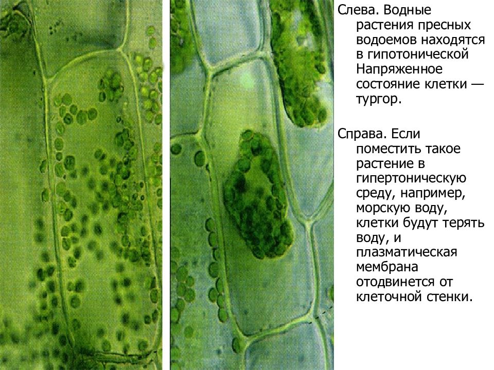 Тургор клетки растения. Осмос тургор плазмолиз деплазмолиз. Тургор и плазмолиз растительной клетки. Тургор и плазмолиз в клетках. Лист элодеи в гипотоническом растворе.