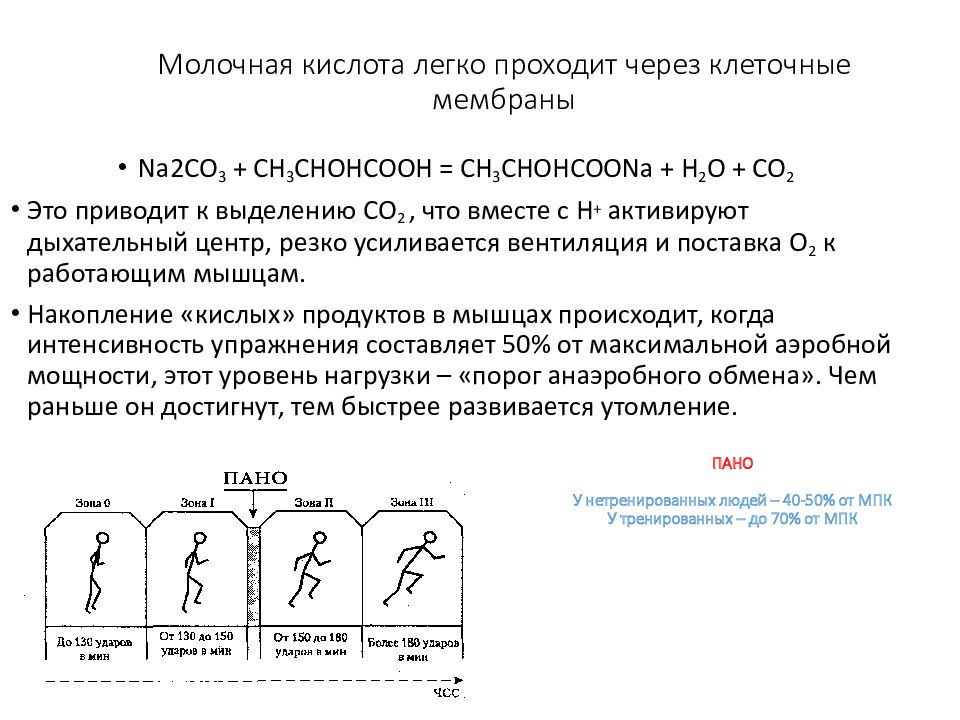 Основы спортивной тренировки презентация