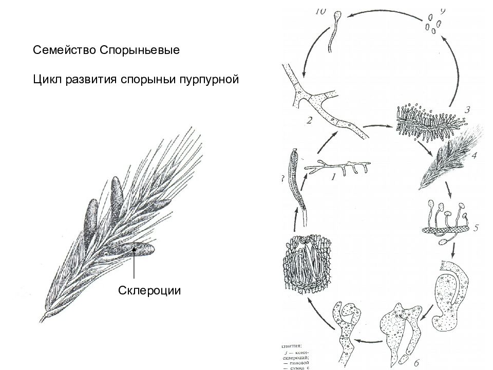 Жизненный цикл спорыньи схема