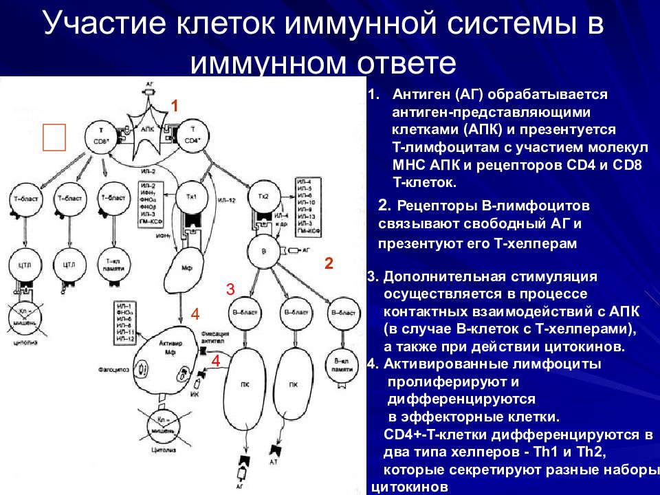 Противогрибковый иммунитет схема