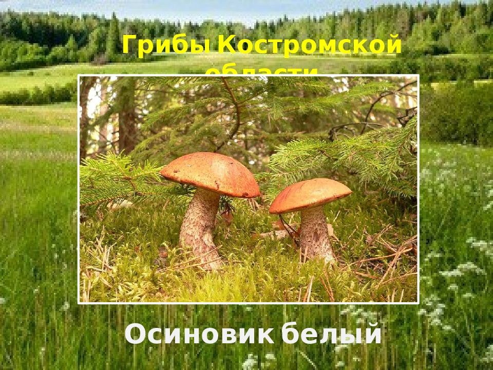 Красная книга костромской области животные и растения презентация