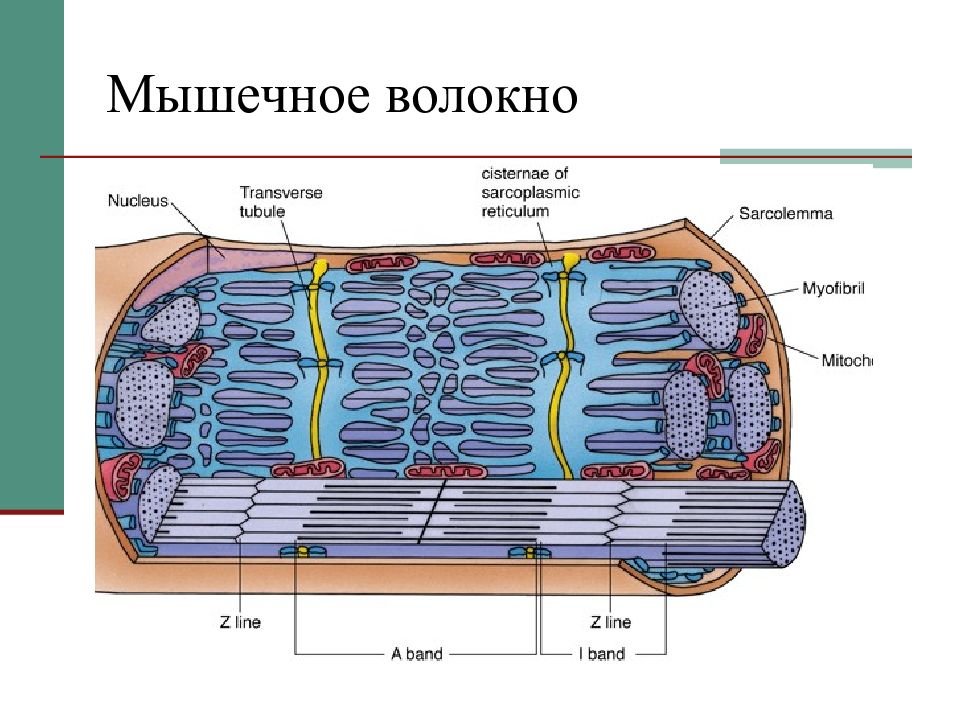 Мышца мышечное волокно. Цитоскелет мышечного волокна. Компоненты мышечного волокна. Мышечное волокно и его структурные элементы. Мышечный.