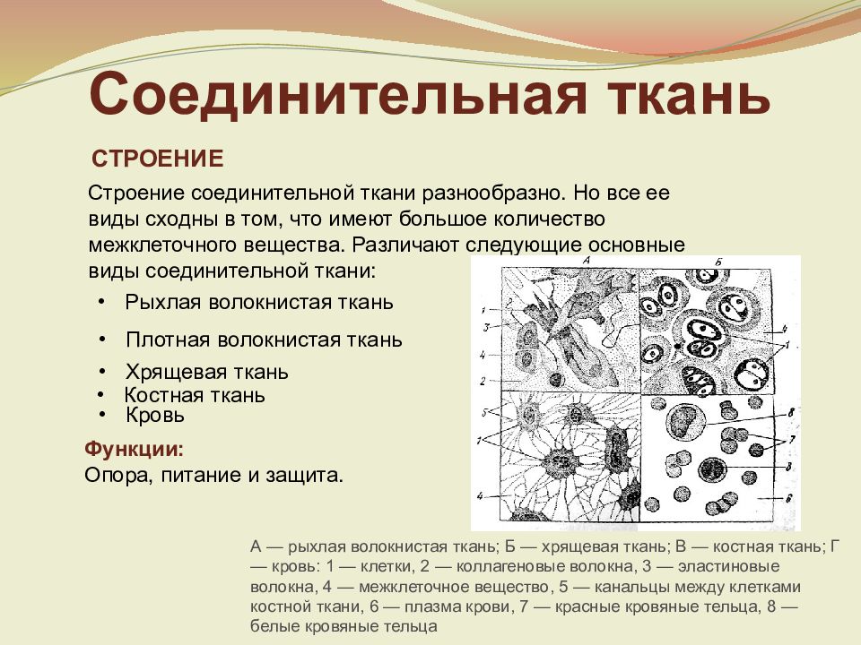 Соединительные ткани животных 5 класс презентация