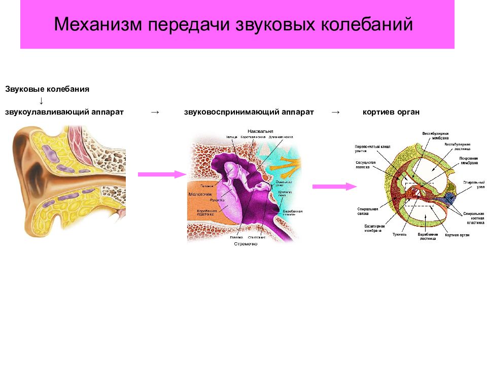 Рассмотрите на втором форзаце рисунок органа слуха проследите как звуковые