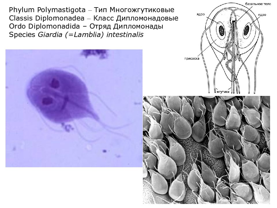 Лямблия тип. Жгутиконосец lamblia intestinalis. Лямблия интестиналис. Кишечная лямблия отряд. Жгутиковые Giardia.