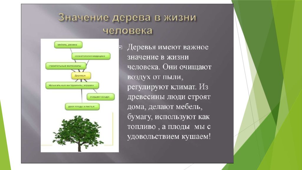 Деревья презентация для школьников