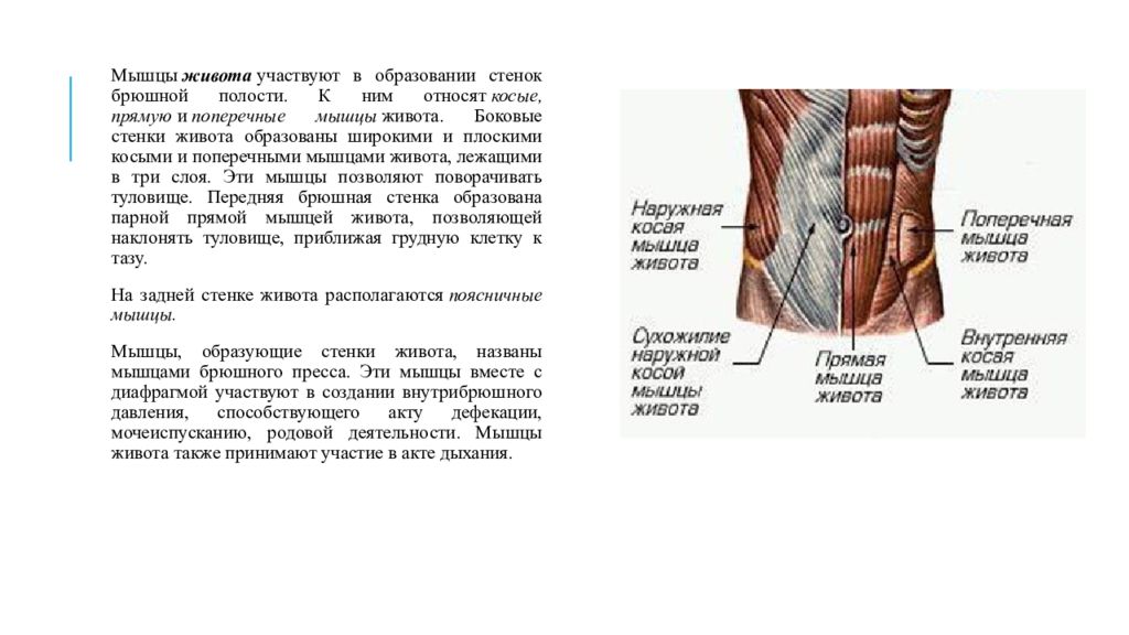 Мышцы живота презентация по анатомии