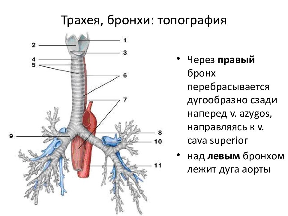 Бронхи трахеи картинки