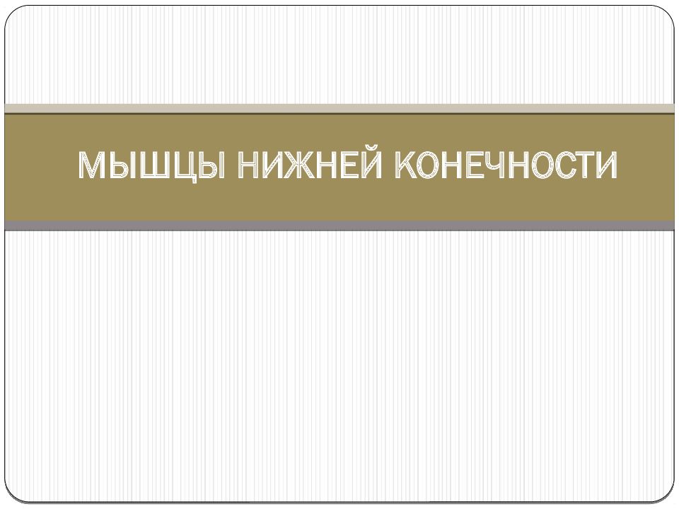 МЫШЦЫ НИЖНЕЙ КОНЕЧНОСТИ