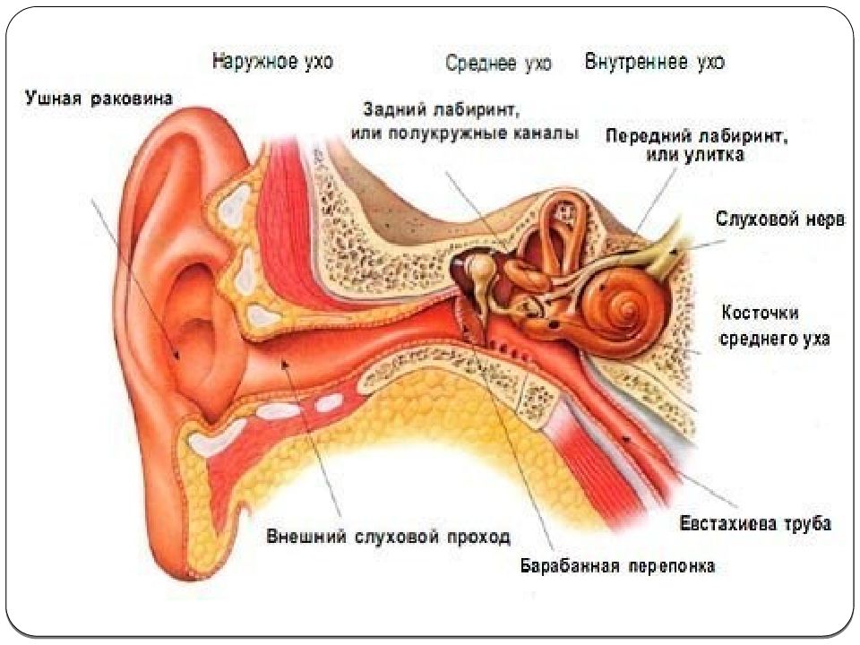 Рисунок наружного уха. Строение уха анатомия латынь. Строение уха для детей дошкольников картинки. Анатомия уха человека ЛОР. Строение уха анатомия 8 класс Колесов.