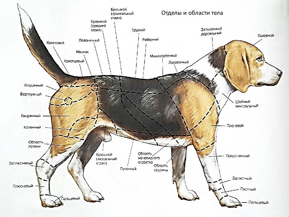 Строение тела собаки в картинках