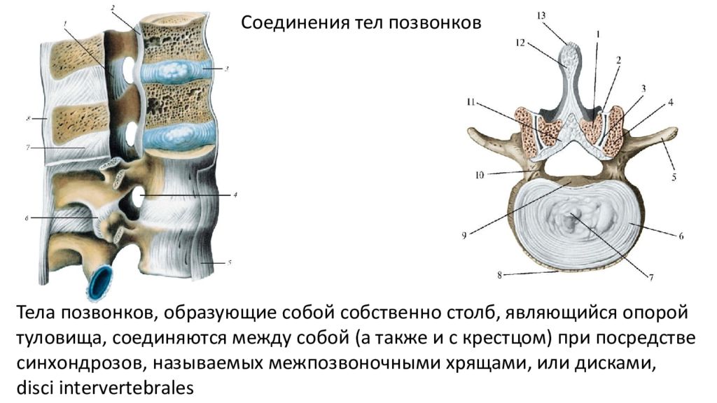 Соединения позвоночника суставы. Соединение позвонков вид сбоку. Межпозвоночный диск Тип соединения костей. Дугоотростчатый сустав анатомия. Дугоотросчатые суставы позвоночника анатомия.