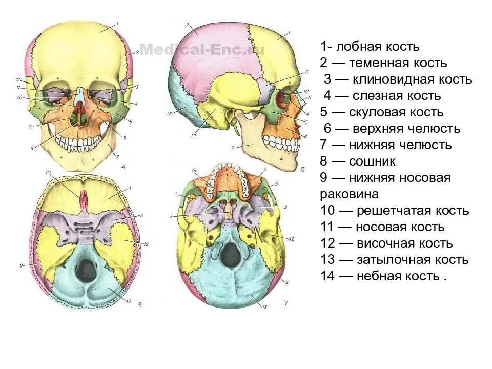 Скуловая и теменные кости. Теменная область головы. Теменная часть головы это где. Лобная область головы. Клиновидно теменной синус.