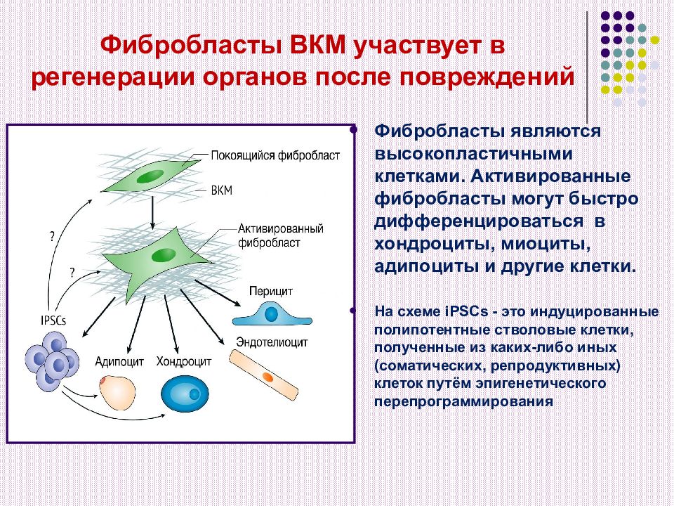 Фибробласты функции. Фибробласты функции