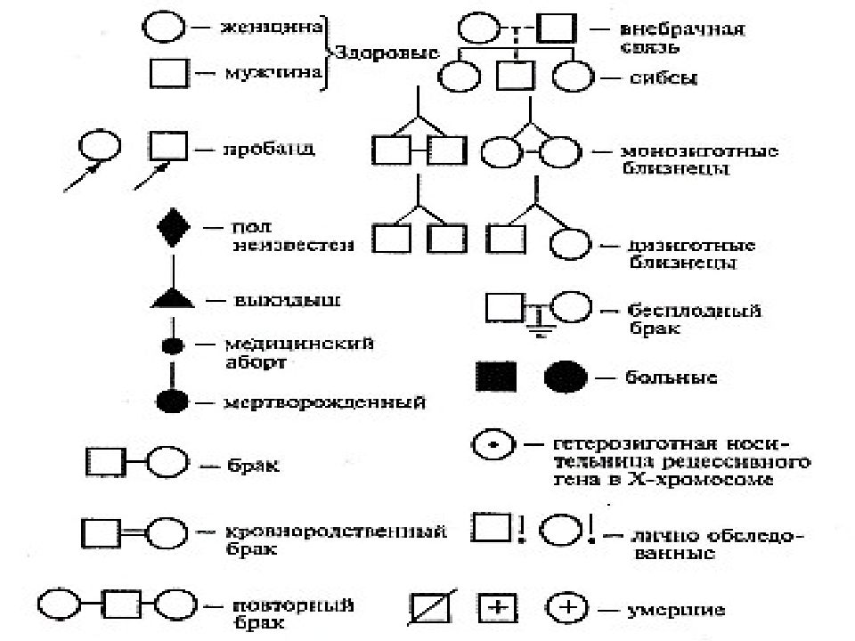 Генеалогический метод изучения генетики человека презентация