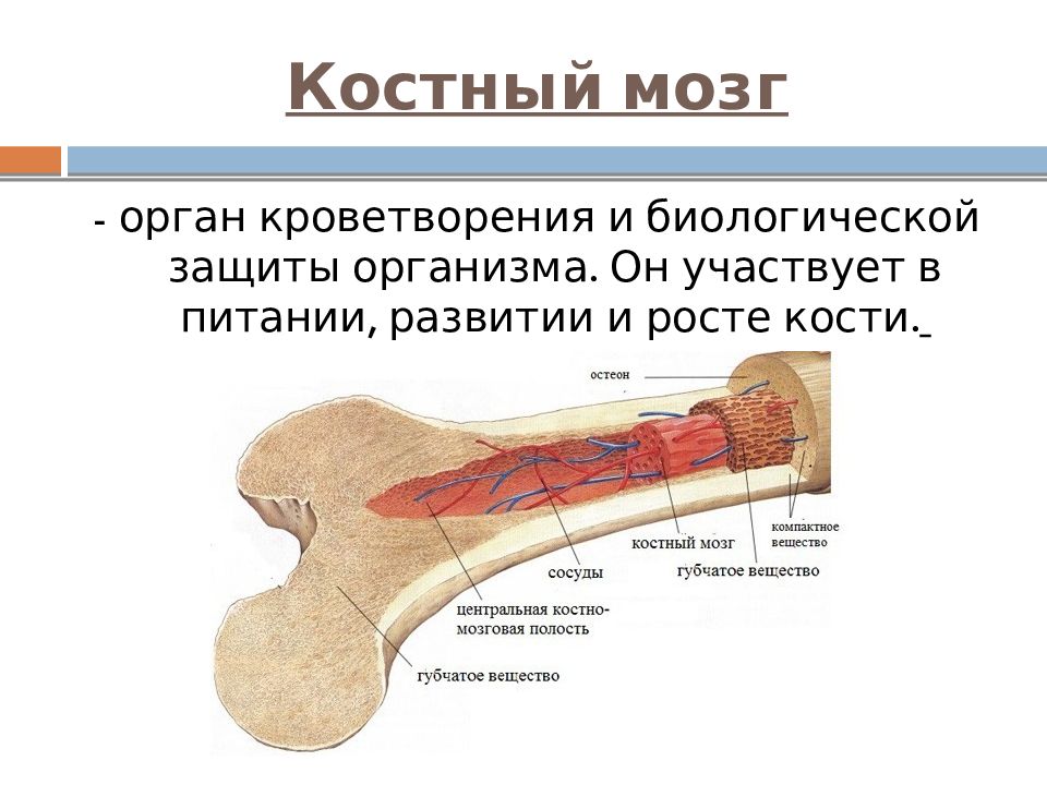 Кость как орган