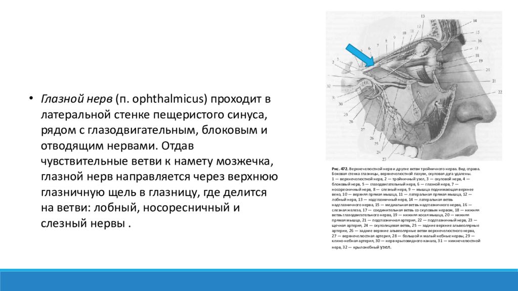 Какой нерв проходит. Глазной нерв, п. ophthalmicus. Офтальмикус нерв тройничный. Глазодвигательный нерв пещеристый синус. Глазной нерв тройничного нерва.