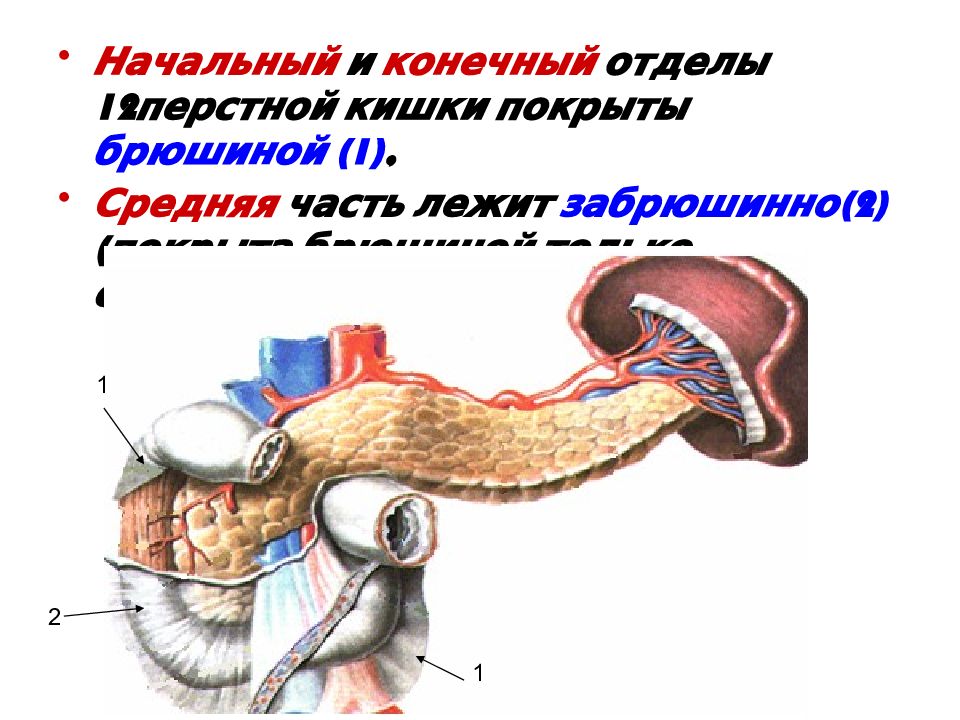 Где находится 12 перстная кишка у человека фото и как болит