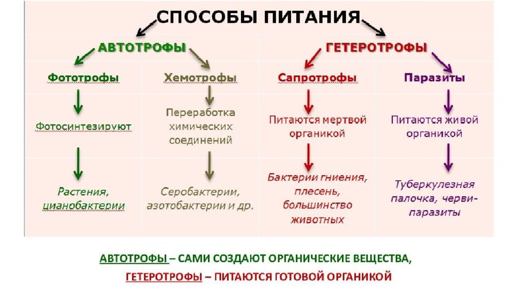 Способы питания. Типы питания бактерий автотрофы. Способы питания организмов схема. Способы питания автотрофы гетеротрофы фототрофы. Схема питания бактерий 5 класс.