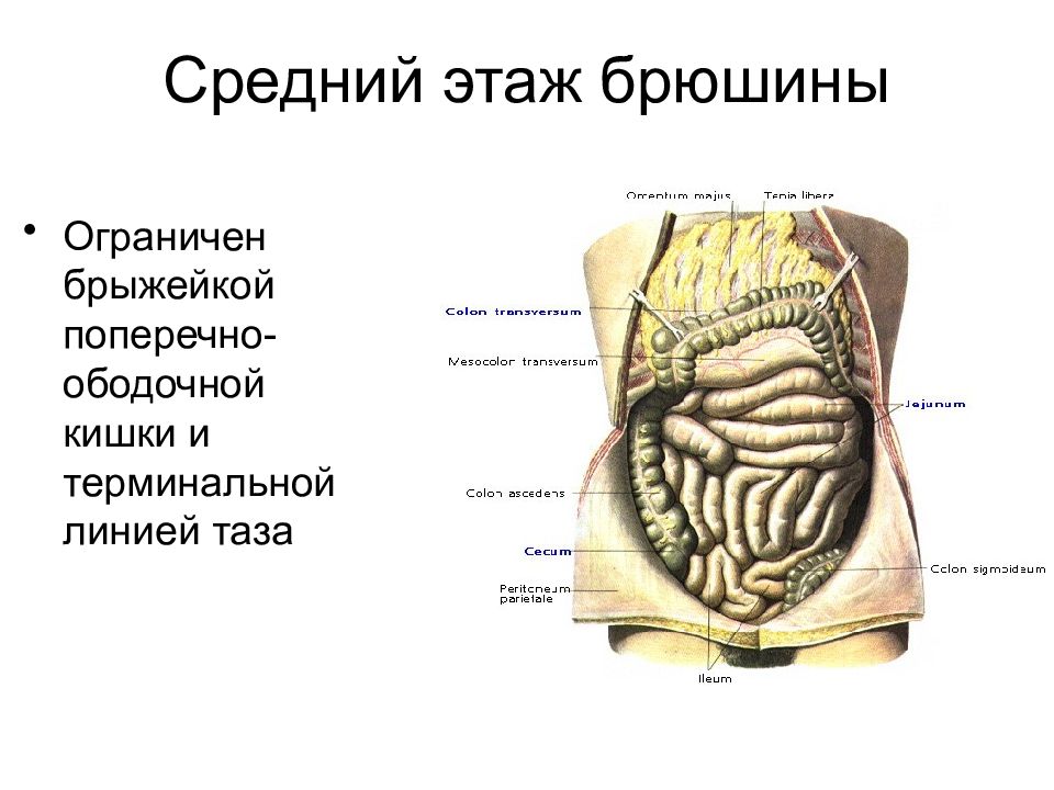 Этажи брюшной полости. Топография этажей полости брюшины. Средний этаж брюшины топография. Топография брюшины среднего этажа брюшной полости. Отделы среднего этажа полости брюшины.