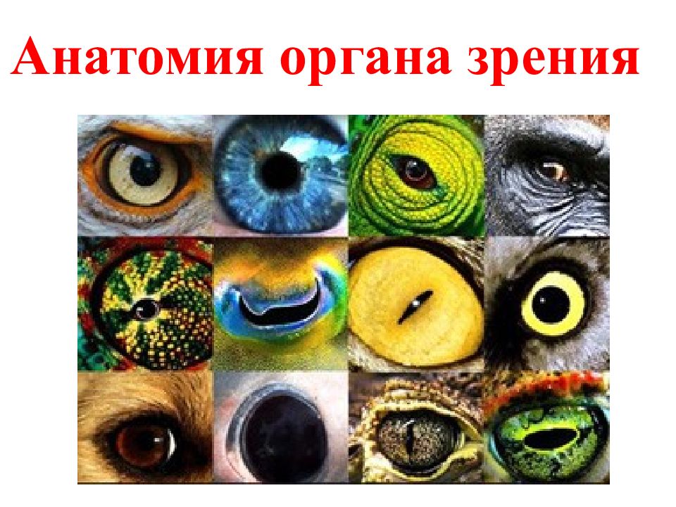 Анатомия органа зрения
