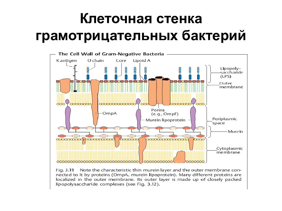 Строение клеточной стенки бактерий. Состав клеточной стенки грамотрицательных бактерий. Структура клеточной стенки грамотрицательных бактерий. Строение стенки грамотрицательных бактерий. Строение стенки грамм отрицательные бактерии.