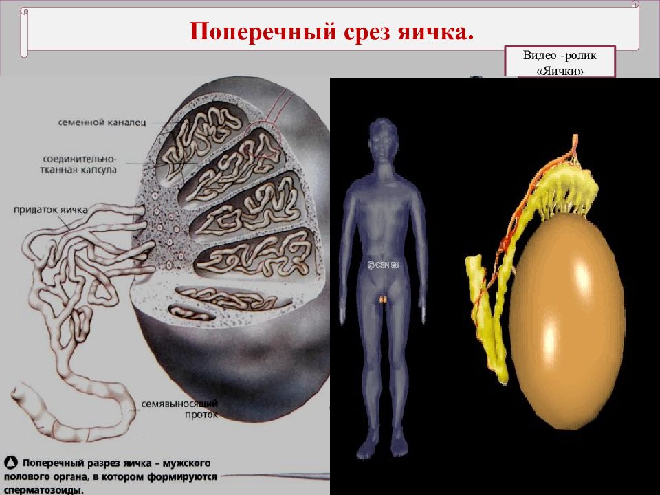 Яички у мужчин: строение и анатомия, основные …