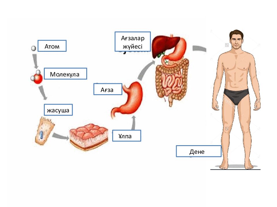 Налжанов Әділет Абайханұлы Химия пәнінің мұғалімі Санаты :