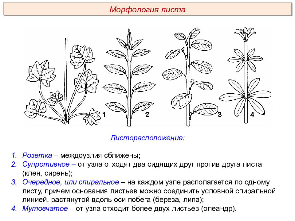 Строение листьев листорасположение. Типы листорасположение листа. Типы листорасположения листьев. Тип листорасположения фиалки. Фиалка листорасположение.