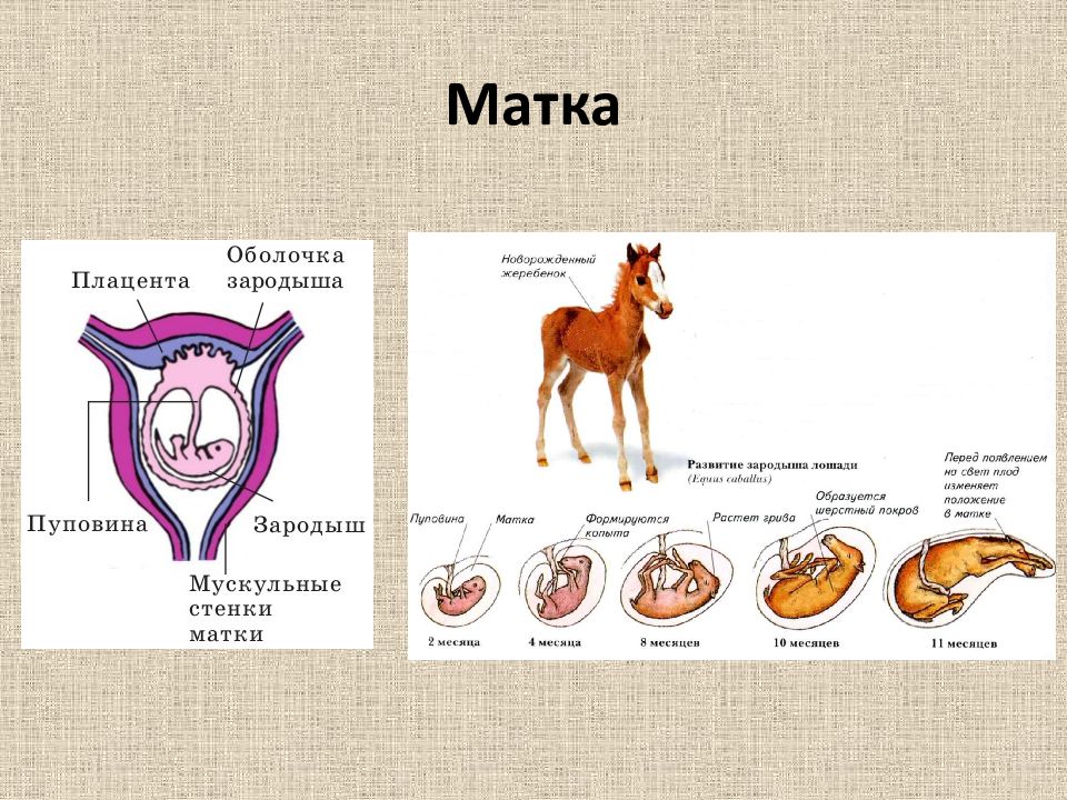 Развитие матки человека. Эволюция матки. Презентация Эволюция системы органов размножения. Система размножения у животных. Эволюция системы доклад.