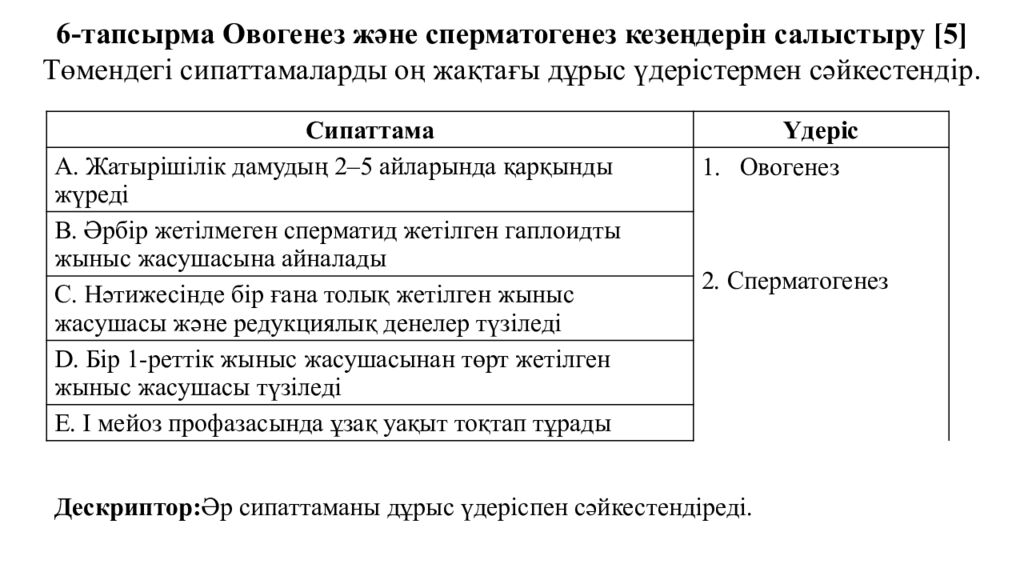 Гаметогенез. Адам гаметогенезінің сатылары. Сперматогенез бен оогенезді