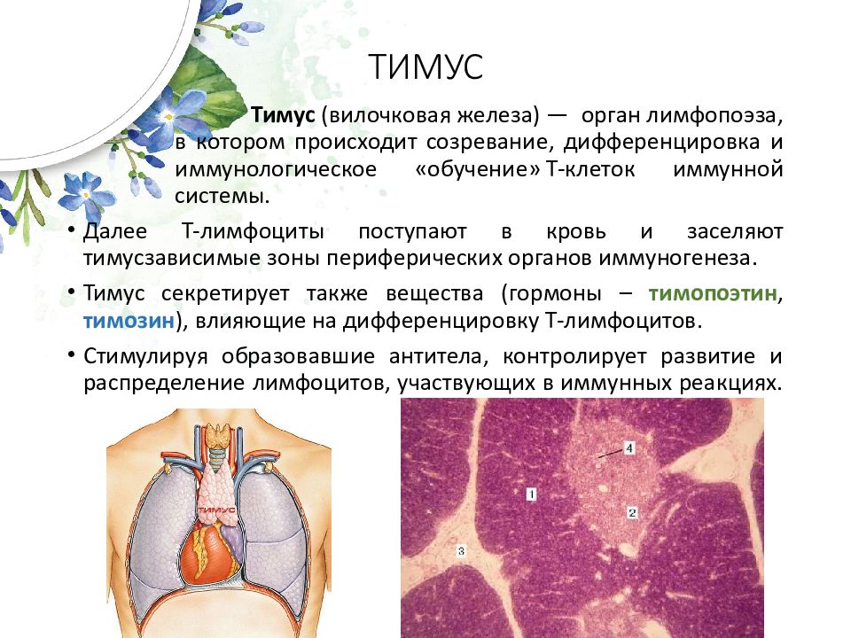 Иммунная система тимус. Тимус лимфатическая система. Тимус иммунная система кошка. Лимфатическая система презентация 8 класс. Лимфатическая система иммунная защита.