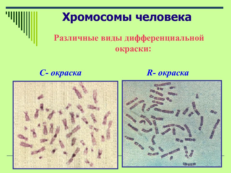 12 хромосома презентация
