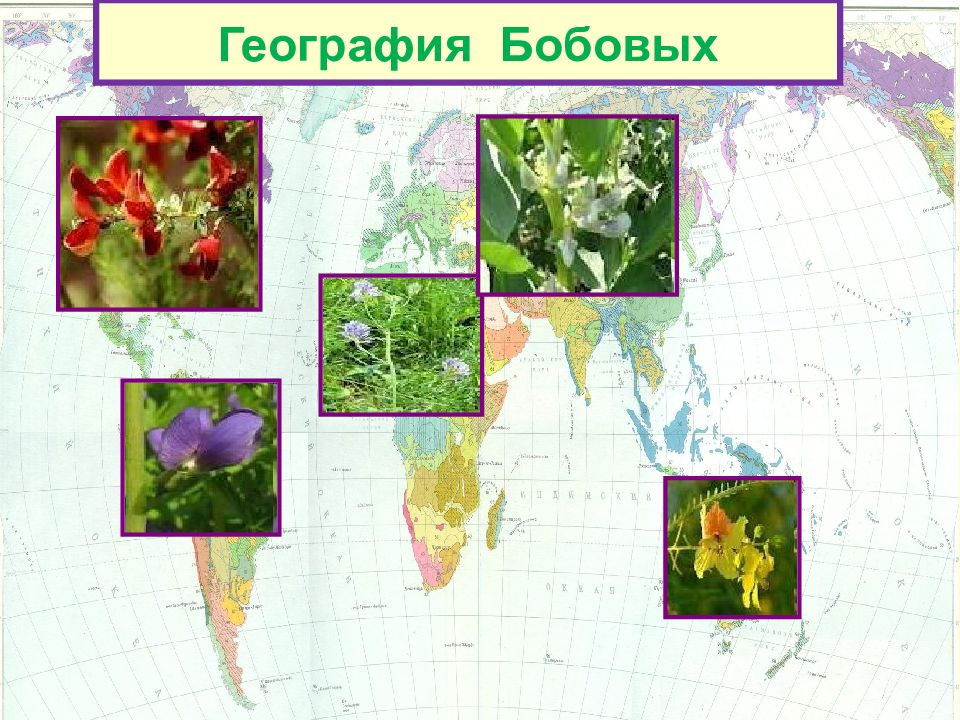 Распространения бобов