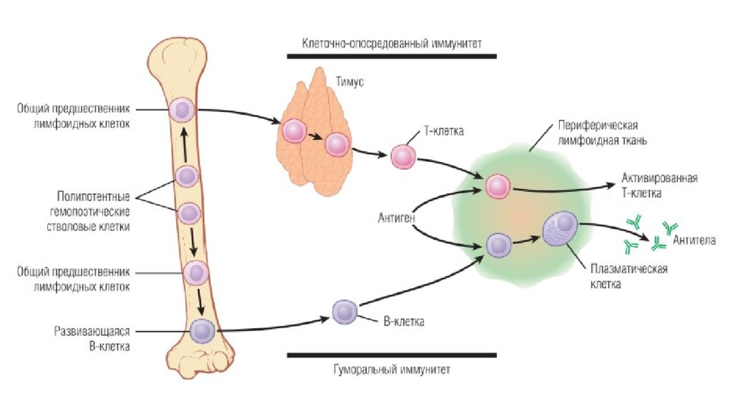 Эритроциты и лейкоциты и антитела. Лейкоциты иммунные клетки. Образование антител происходит в лимфатических узлах. Картинки антитела образуются в лимфатических узлах. В лимфатических узлах лимфа насыщается лейкоцитами эритроцитами.