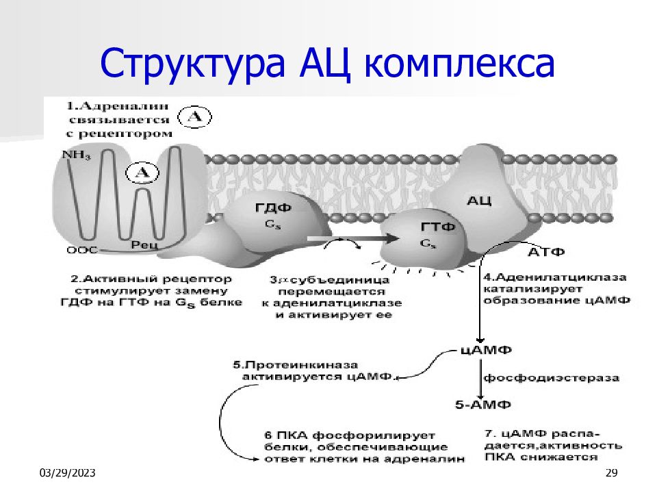 Структурный комплекс. Энзимология репликации. Первый ферментативный комплекс. 2.7.1.1. Фермент. ЦАМФ регулирует энзимология.