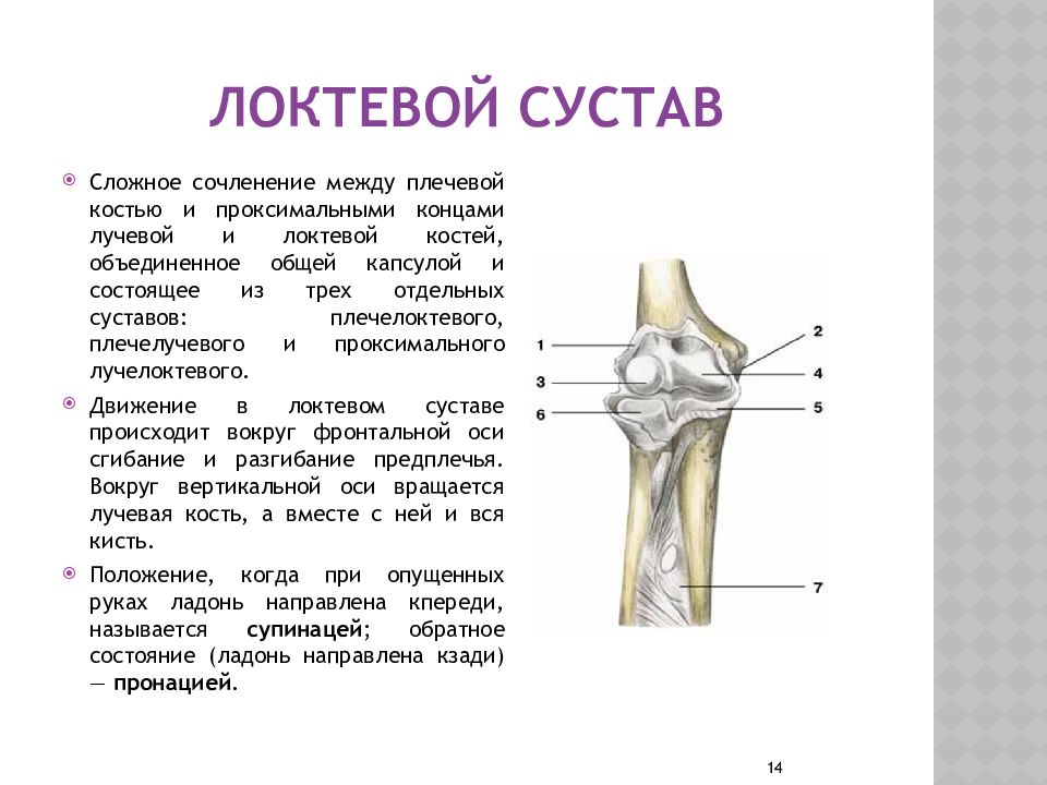 Скелет сустав