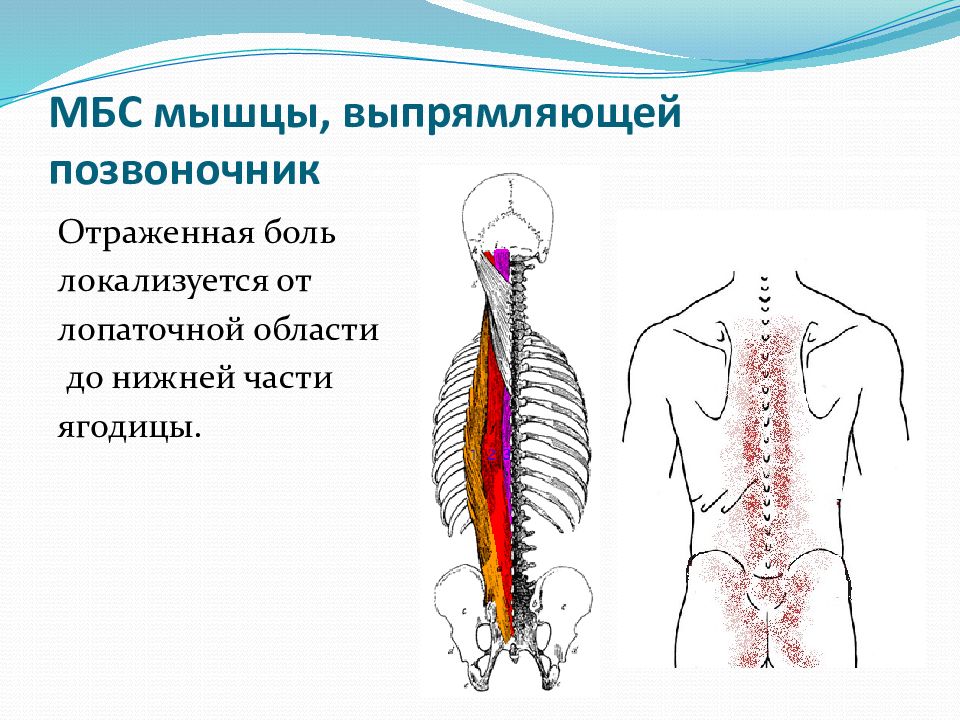 Позвоночник мышцы спины